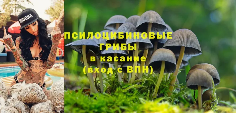 Галлюциногенные грибы Cubensis  MEGA онион  Адыгейск 